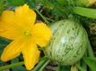 courgette-ronde-2