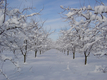 arbres-fruitier-hiver