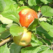 Pomme Boskoop - Fruits Bernhard