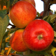 Pomme Braeburn - Fruits Bernhard