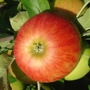 Pomme Elstar - Fruits Berhard