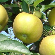 Pomme Reinette grise du Canada - Fruits Bernhard