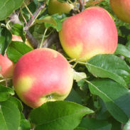 Pomme Rubinette - Fruits Bernhard
